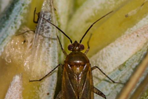 Réf. 198 852 : Plagiognathus fulvipennis